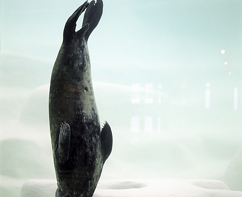 The Breath On Our Back au Photoforum Pasqu'Art de Bienne