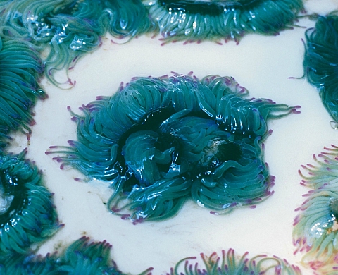 Nouveau dialogue entre l'art et la gastronomie avec The Fragile Feast d'Hannah Collins