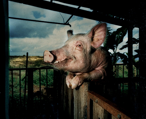 Voyage au coeur d'un Safari Urbain au Bourget