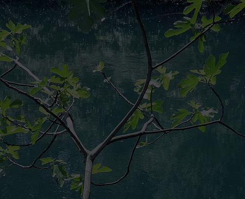 Catherine Noury  expose des Histoires Naturelles à la Galerie Sit Down