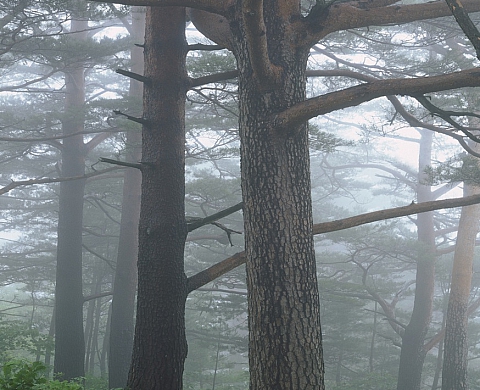 Les pins rouges d'Uljin en Corée à la Cité internationale des Arts