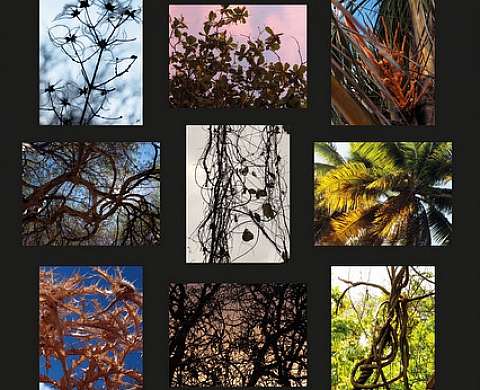 Jean-François Fabriol présente « Les Chromorphographies de jff : nature espiègle »