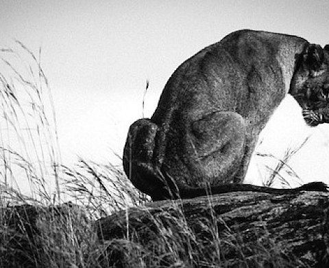 Laurent Baheux expose « D'ivoire et d'ébène » à la Galerie Blin plus Blin