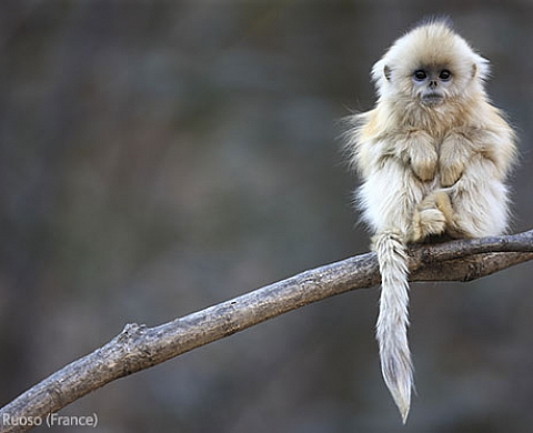 Wildlife Photographer of the Year est bientôt à Orléans