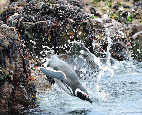 Les lauréats amateurs 2012 de Photo par Nature exposés au Jardin des Plantes