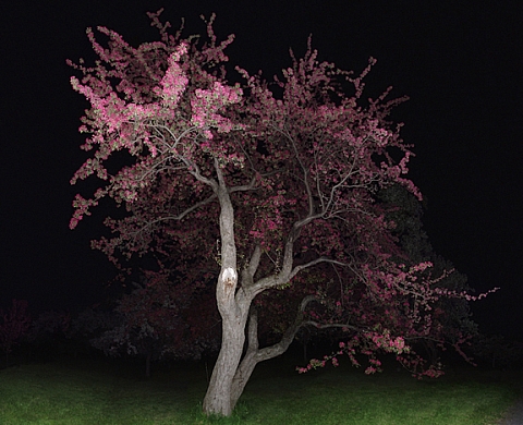 Exposition Magnifier à la Galerie Simon Blais