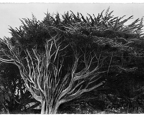 L'artiste coréenne Jungjin Lee expose pour la première fois en France