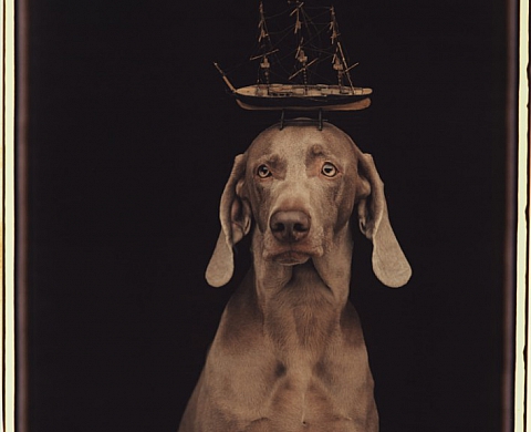 La Galerie Alfa présente William Wegman La Galerie Alfa présente William Wegman