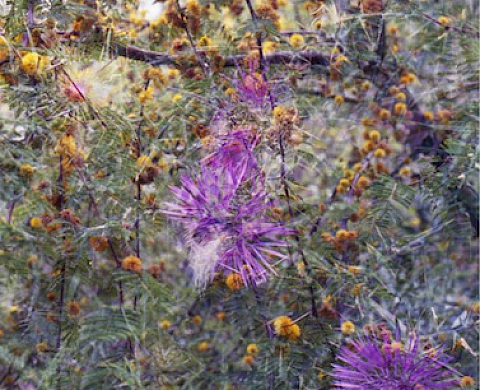 Exposition de Cécile Bortoletti à la Villa Noailles