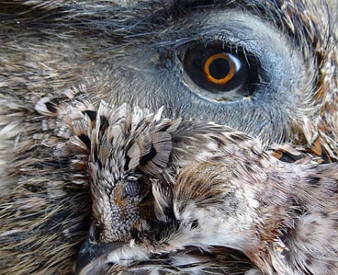 Julien Salaud présente Armée de l'air, armée de terre, tout le monde dehors !