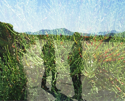 Commande Photographique de la Villa Noailles « Sur-Nature » par Cécile Bortoletti