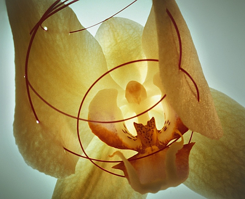 Mois de la Photo-OFF 2012 : Pascale Peyret expose ses « Vanitas » au 28