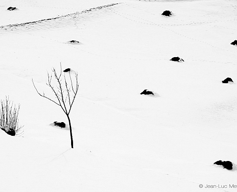 L'ESPAL, théâtre du Mans / scène conventionnée présente «Voir l'arbre»