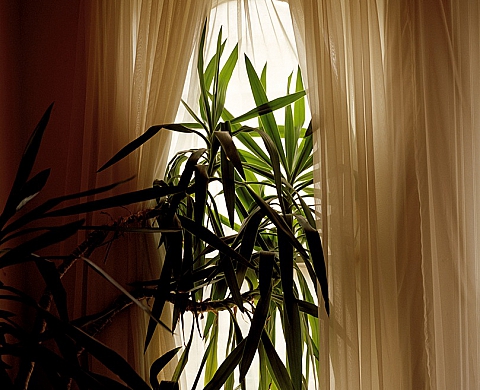 Exposition « Food For Swans » de Mirjam Siefert à la galerie Jacques Cerami