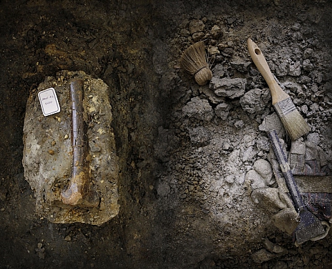 Le Museum d'Histoire Naturelle expose « Dans les coulisses du Muséum : les paléontologues » de Jacques Vekemans