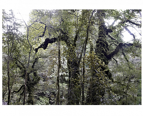Laurent Monlaü expose sa Forêt au Petit Endroit Laurent Monlaü expose sa Forêt au Petit Endroit