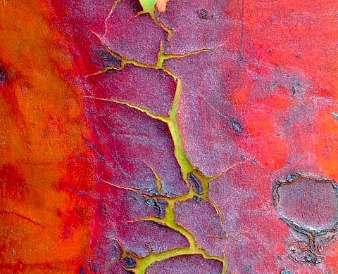 Cédric Pollet expose à l'Hotel de Ville de La Celle Saint Cloud « L'écorce, voyage dans l'intimité de l'arbre »
