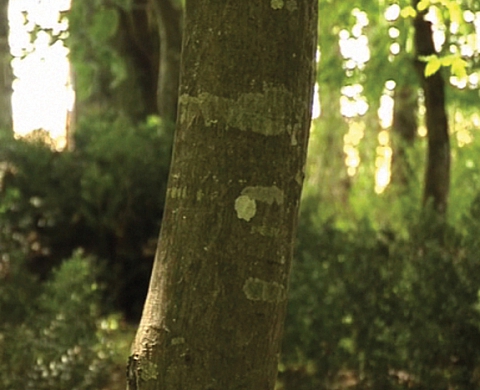 Domaine de Chaumont-sur-Loire : Jeffrey Blondes expose au Centre d'Arts et de Nature
