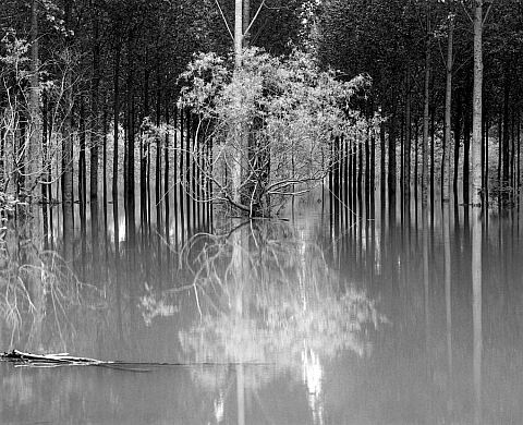 Exposition « Arbres. Puissance et frémissements.» de Jean-Christophe Ballot et Joseph Rottner à la galerie Hélène Detaille Exposition « Arbres. Puissance et frémissements.» de Jean-Christophe Ballot et Joseph Rottner à la galerie Hélène Detaille