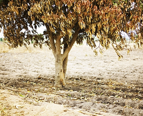 « Voices from the Land; Stories from the village  » d'Emilie Reynaud au Malawi