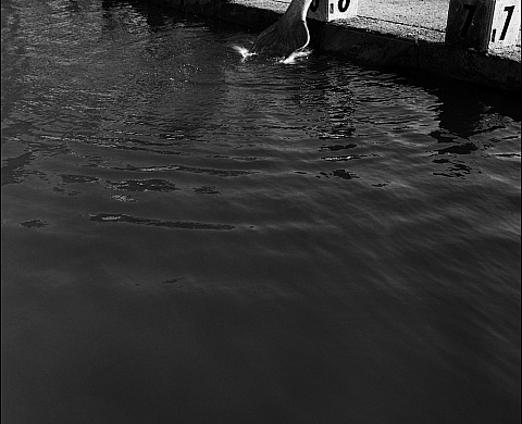 La galerie le chapon rouge présente l'exposition d'Emma Barthere