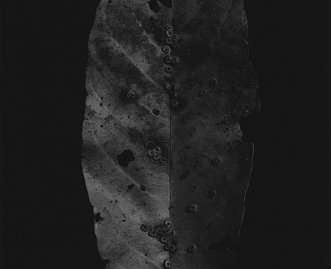 La série « photographique mask » d'Hervé Robillard à Valenciennes