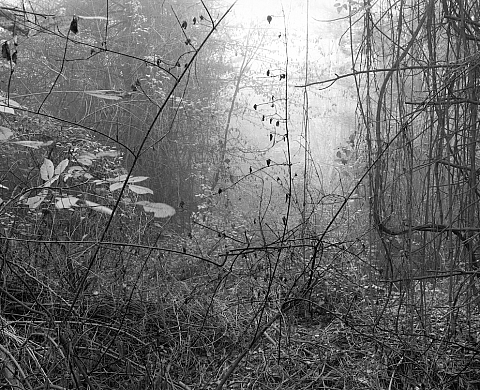 La Galerie les filles du calvaire présente son exposition sur le paysage