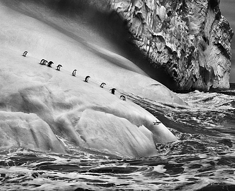 Sebastião Salgado expose au Musée de l'Ara Pacis de Rome : « Genesis »
