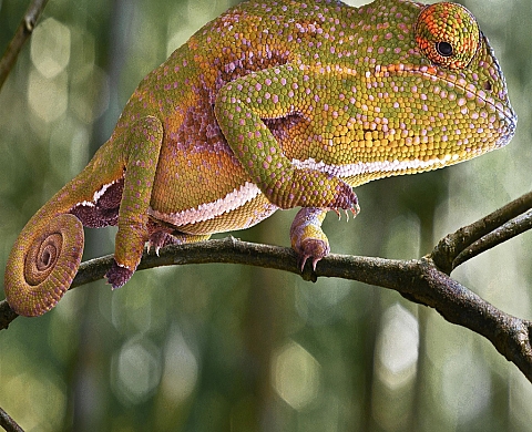 La Galerie Photo des Schistes présente « Hyper Nature Tropical » de Philippe Martin