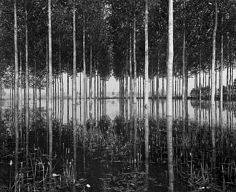 La Galerie Hélène Detaille présente «Arbres, puissance et frémissements» de Jean-Christophe Ballot La Galerie Hélène Detaille présente «Arbres, puissance et frémissements» de Jean-Christophe Ballot