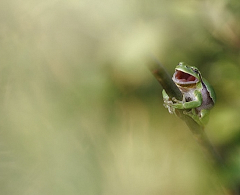 Exposition « Planète Grenouille » de Cyril Ruoso au Muséum d'histoire naturelle