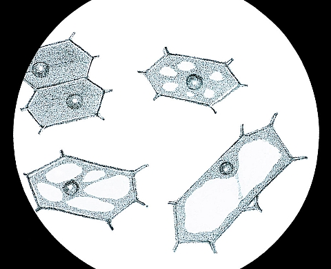 Deyrolle… Au lycée dans les années 1900