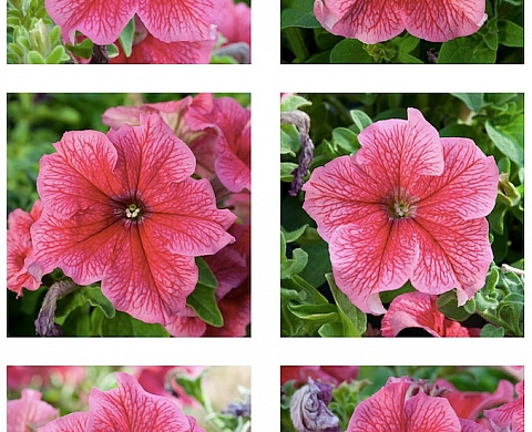 « Libérons la fleur » une exposition collective à la galerie de La Châtre