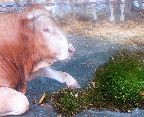 L'été photographique de Lectoure 2013 propose des expositions sur l'expérimentation