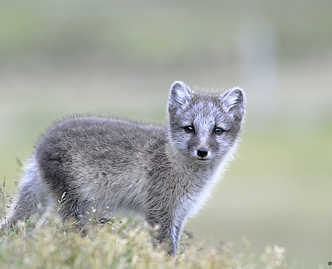 L'atelier-galerie Slevy présente «Nature Islandaise» de Denis Aubry et Véronique Martin