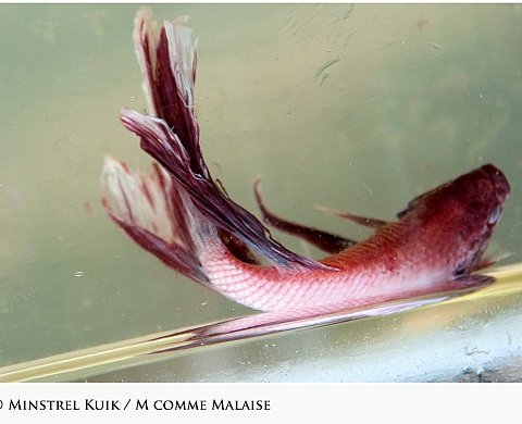 « Asean » expose l'Asie du Sud-Est à Arles