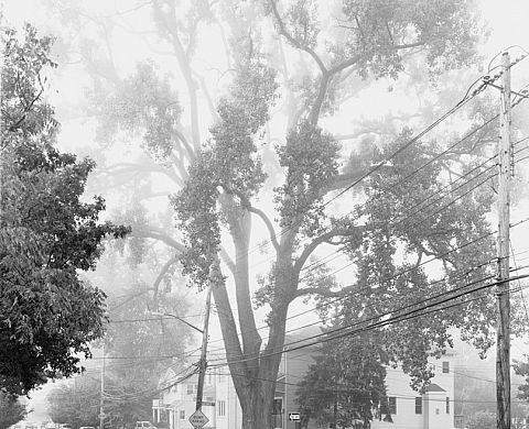 « New York Arbor », l'ouvrage poétique de Mitch Epstein aux éditions Steidl