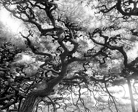 ArtLigue expose le photographe japonais Yasuyuki Takagi ArtLigue expose le photographe japonais Yasuyuki Takagi