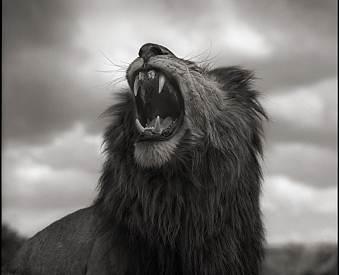 La Young Gallery présente « Across the Ravaged Land » de Nick Brandt 