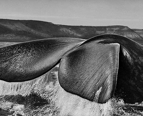« Genesis » : Sebastião Salgado investit la Maison européenne de la photographie « Genesis » : Sebastião Salgado investit la Maison européenne de la photographie