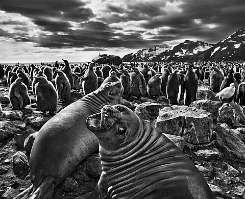 La Polka Galerie présente Sebastião Salgado La Polka Galerie présente Sebastião Salgado