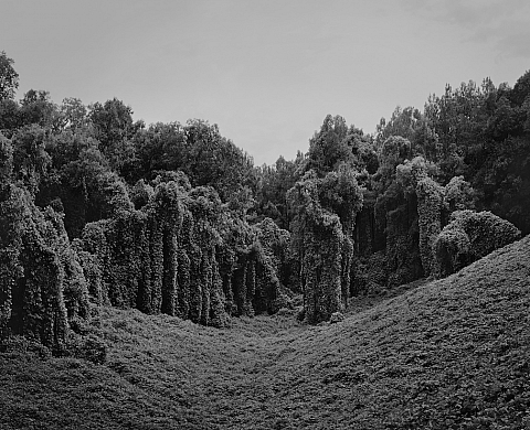 La Galerie Maria Lund présente « Kudzu project » d'Hélène Schmitz