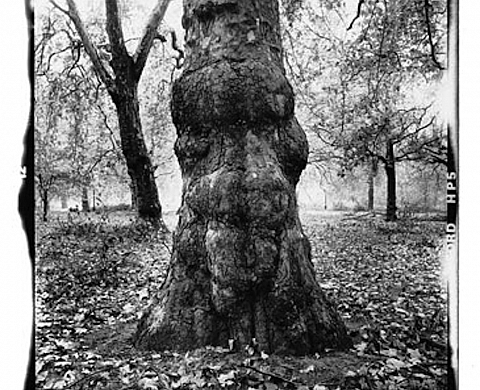 Marc Trivier présente Photographies à la Galerie A Baronian de Bruxelles