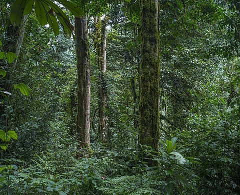 Rwanda, L'Aveu / Absences, photographies d'Alexis Cordesse à la galerie Ikono