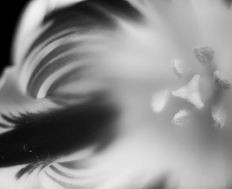 Allen Cooley Courtney: A Visual Depiction of A Love I Don't Completely Understand