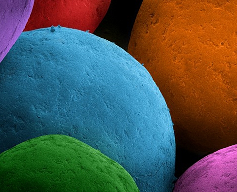 CAREN ALPERT terra cibus the beauty and biology of our food 