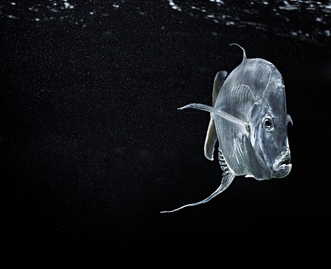 Ivana Boris expose au cabinet d'images