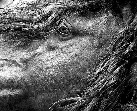 CHEVAL, Photographies d’Antoine Poupel avec un spectacle de danse butô de Taketeru Kudo