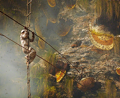 Les chasseurs d'abeilles du Népal photographiés par Andrew Newey
