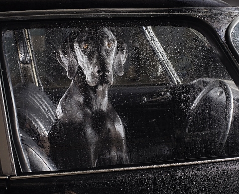 « The Silence of Dogs in Cars » par Martin Usborne à la Galeria Tagomago Paris